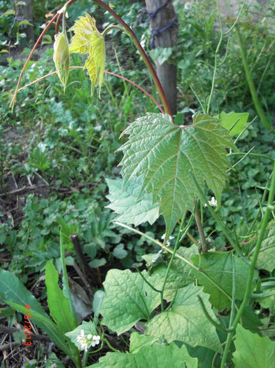 vita vie salbatica - Gradina Casa si Plante Rare sau Deosebite pentru Sanatate