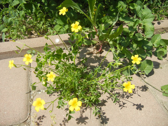 Macrisul iepurelui (2013, May 06) - Oxalis stricta_Wood Sorrel