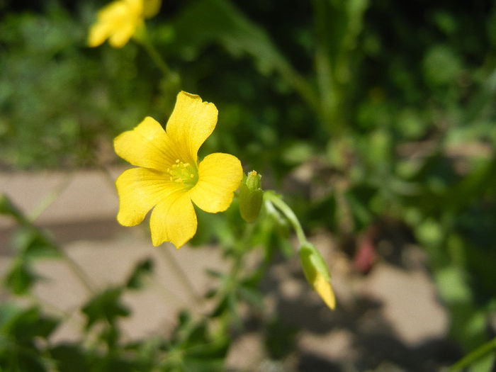 Macrisul iepurelui (2013, May 06) - Oxalis stricta_Wood Sorrel