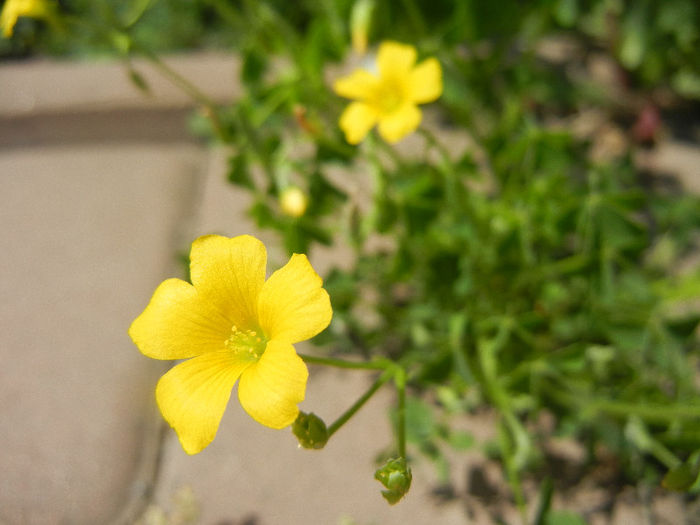 Oxalis stricta (2013, May 06)