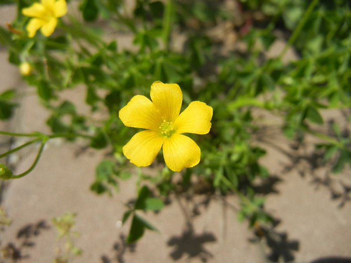 Oxalis stricta (2013, May 06) - Oxalis stricta_Wood Sorrel