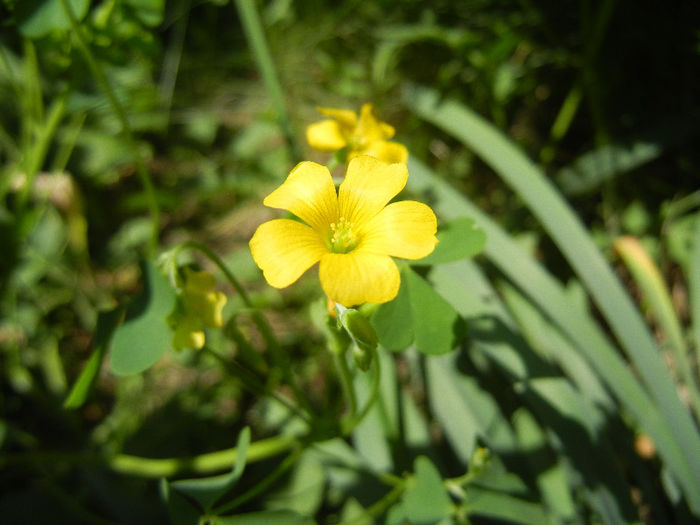 Oxalis stricta (2013, May 06) - Oxalis stricta_Wood Sorrel