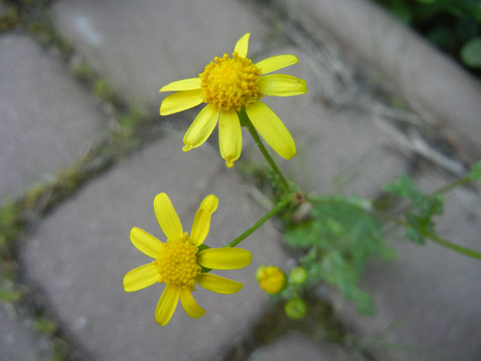 Eastern Groundsel (2013, May 03) - Senecio vernalis