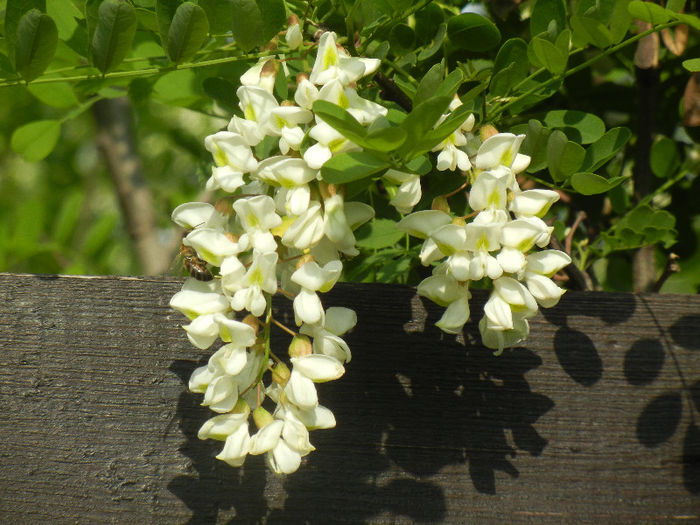 Robinia pseudoacacia_Salcam, 05may13 - Robinia pseudoacacia_Salcam