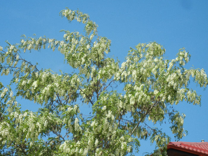 Robinia pseudoacacia, 07may2013