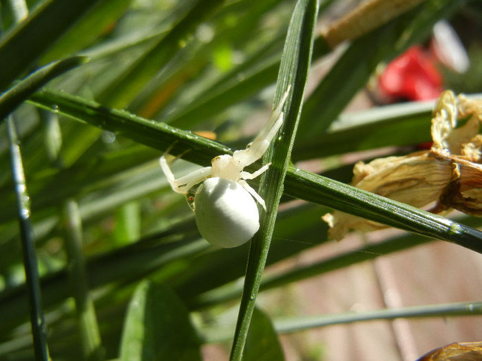 White Crab Spider (2013, May 07); ... on grass.
