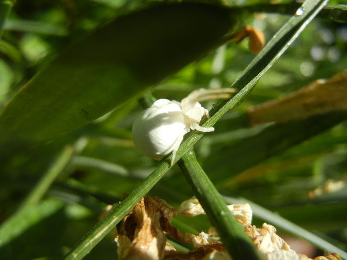 White Crab Spider (2013, May 07) - SPIDER_Paianjen