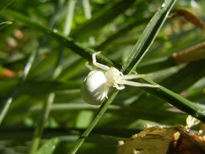 White Crab Spider (2013, May 07) - SPIDER_Paianjen