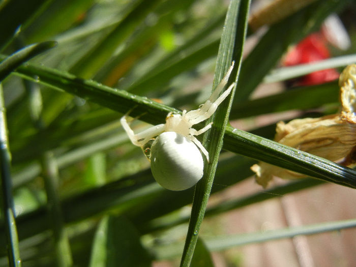 White Crab Spider (2013, May 07); ... on grass.
