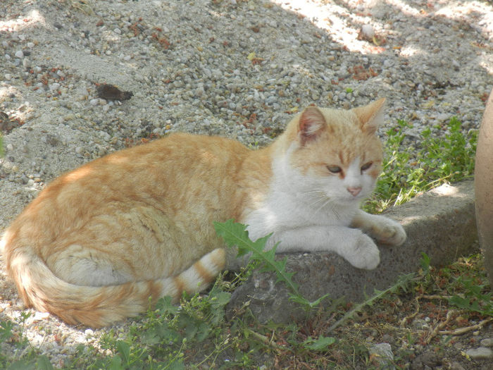 Yellow & White Cat, 07may2013 - CATS_Pisici