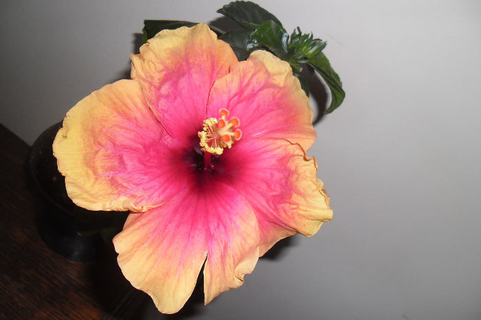 Apollo - Hibiscus 2013 -1