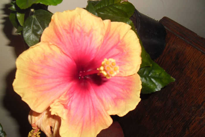 Apollo - Hibiscus 2013 -1