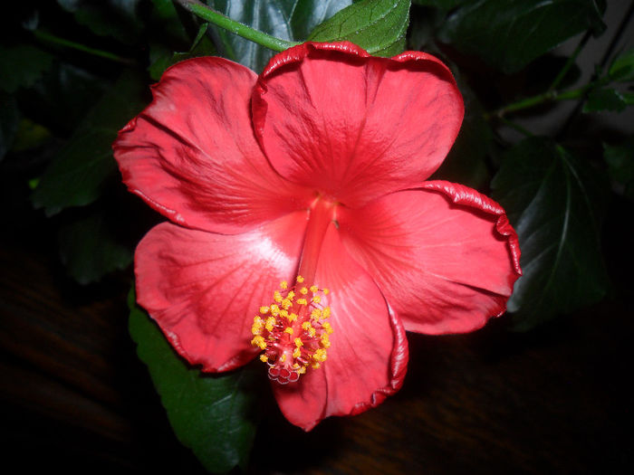 Hibiscus Wela Red - Hibiscus 2013 -1