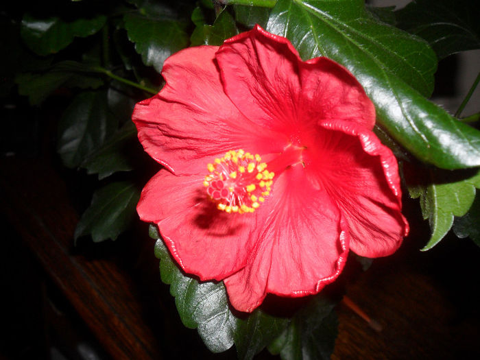 Hibiscus Wela Red - Hibiscus 2013 -1