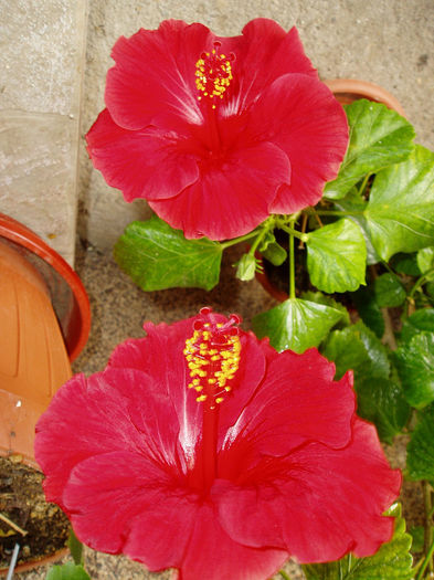 P1010110 - FLORI 2013