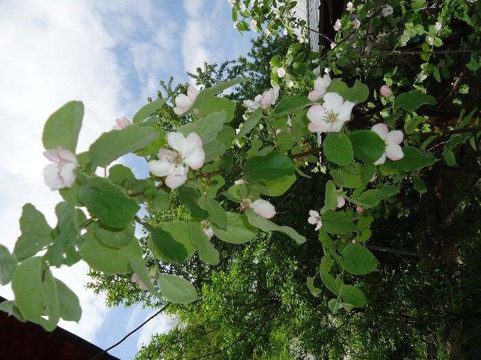DSC01517 - Gradina mea botanica