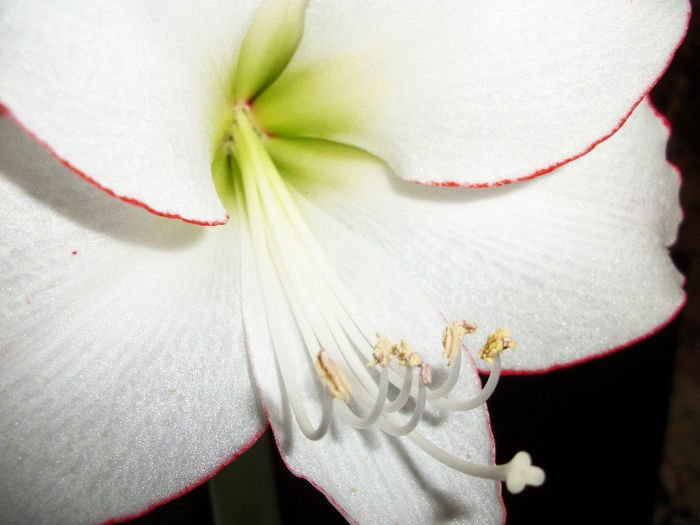 100_3564 - amaryllis picotee