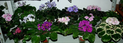 SG106082 - A - 10 - 12 Mai 2013 Expozitie de violete africane si alte Gesneriaceae Bucuresti Romania