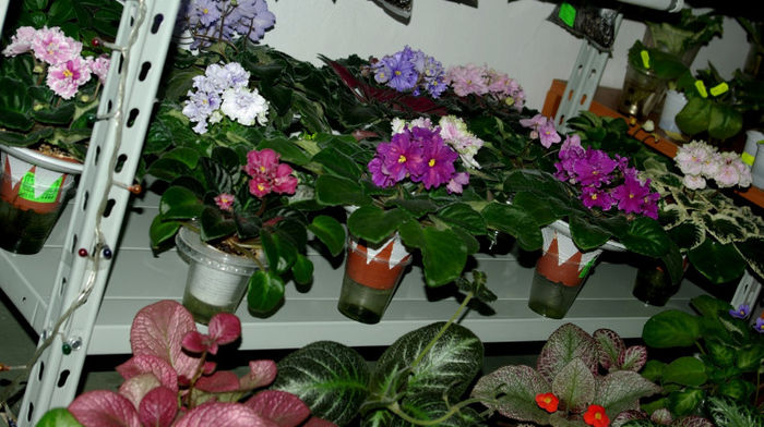 SG106086 - A - 10 - 12 Mai 2013 Expozitie de violete africane si alte Gesneriaceae Bucuresti Romania
