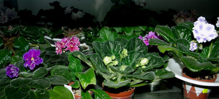 SG106092 - A - 10 - 12 Mai 2013 Expozitie de violete africane si alte Gesneriaceae Bucuresti Romania