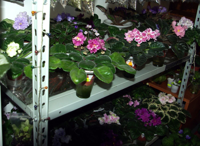 SG106094 - A - 10 - 12 Mai 2013 Expozitie de violete africane si alte Gesneriaceae Bucuresti Romania