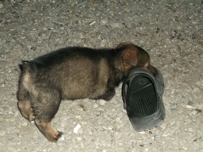 ....m-am nascut fara coada