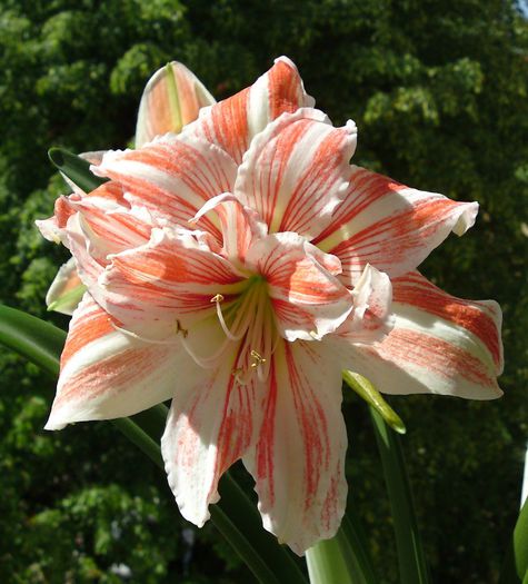 Prima floare - Hippeastrum Amaryllis