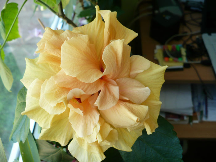 P1430511 - hibiscusi 2013