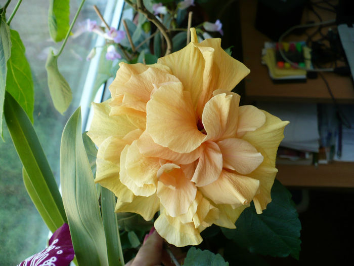 P1430513 - hibiscusi 2013