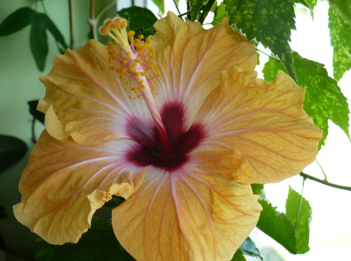 P1430537 - hibiscusi 2013