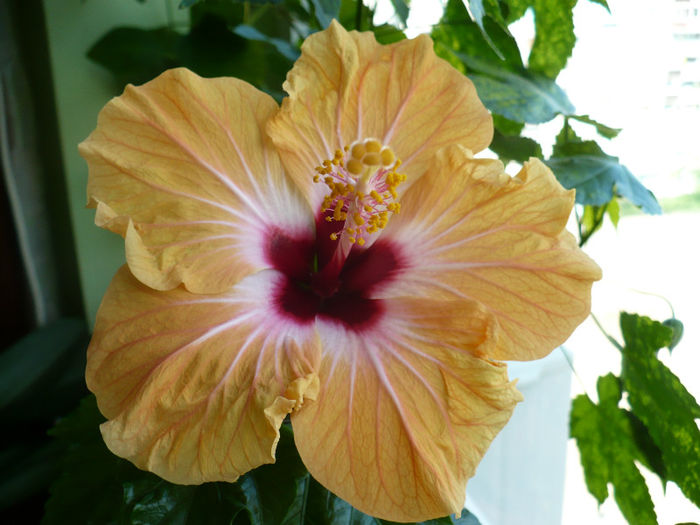 P1430540 - hibiscusi 2013