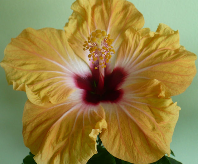 P1430549 - hibiscusi 2013