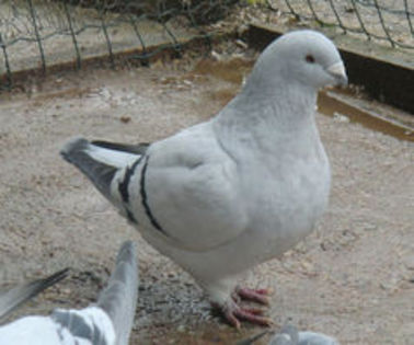 VLAD.SATU MARE.FEMELA