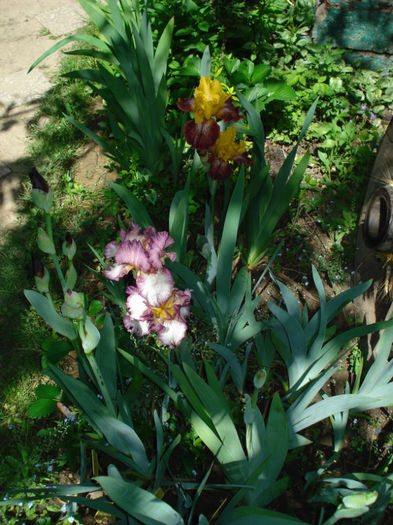 DSC04464 - Irisi 2013