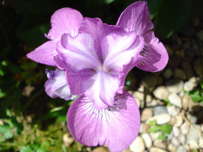 Iris Ensata - Irisi 2013