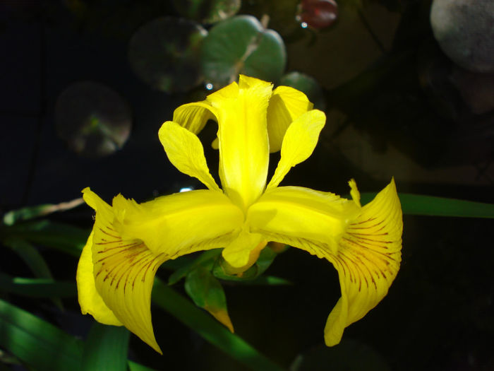 Iris Pseudacorus - Irisi 2013