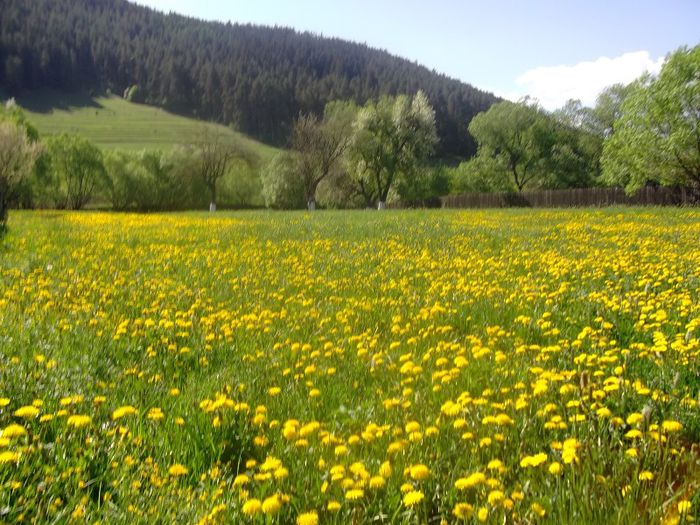 DSCF1723 - Copy - Copy