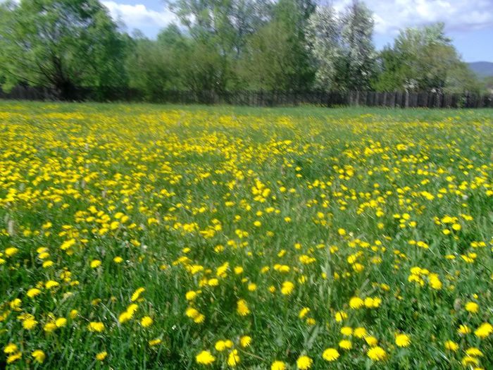 DSCF1724 - Copy - Copy