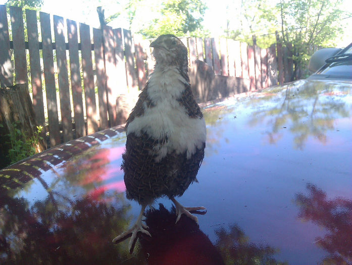 IMAG0197; prepelita TUXEDO
