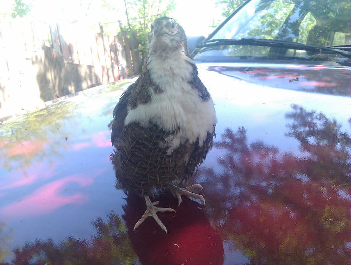 IMAG0196; prepelita TUXEDO
