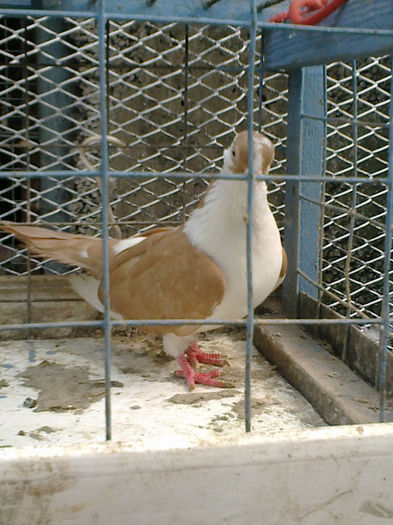 Picture 462 - Porumbei galateni