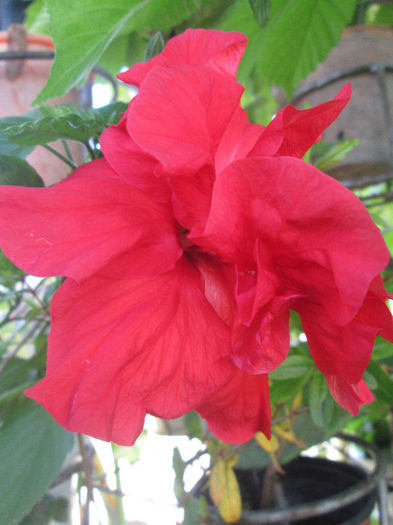 IMG_1752 - HIBISCUS ROSU