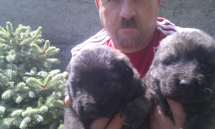 IMAG0803 - De vanzare catei caucazian cu pedigree sau fara