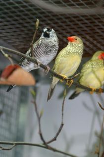 cf3 - Cinteza Cherry- cherry finch