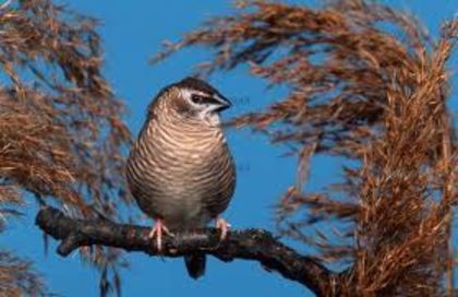 cf6 femela - Cinteza Cherry- cherry finch