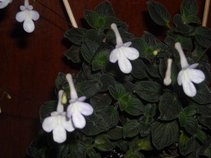 Streptocarpela - 0 Din florile mele