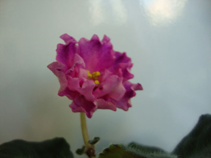 ek boginea krasoli - Violete 2013