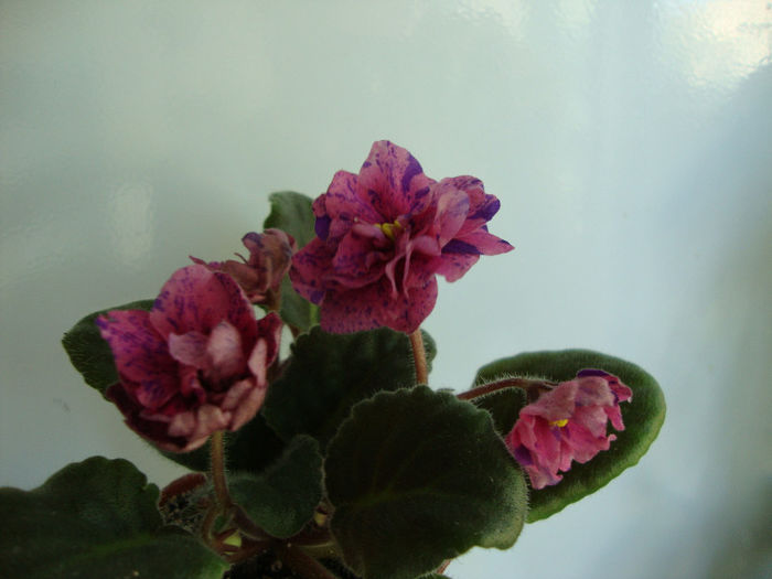 coral fantasy - Violete 2013