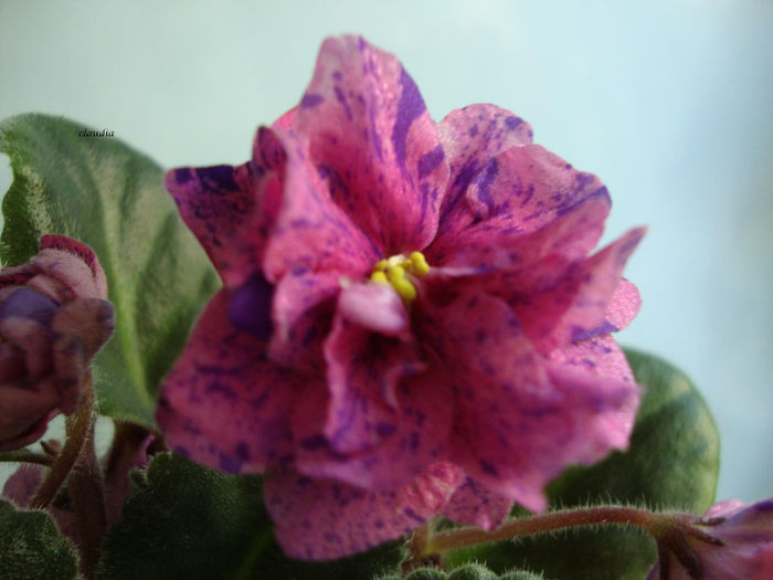 coral fantasy - Violete 2013