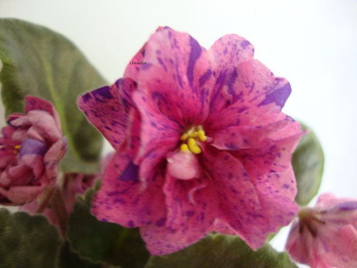 coral fantasy - Violete 2013